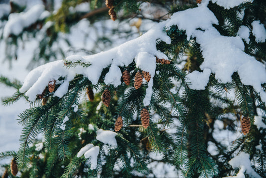 Snow Forest